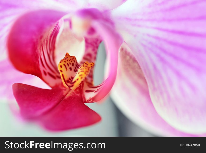 Close up with orchid inside