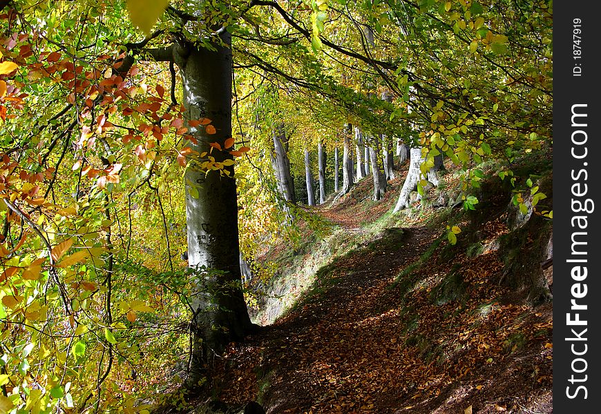 Path through beech woods on the banks of the River Don, Aberdeen, Scotland