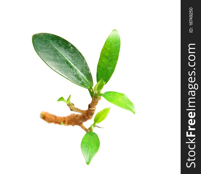 A japan ficus houseplant bud on white. A japan ficus houseplant bud on white