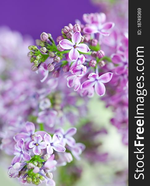 Beauty Lilac blossom close-up