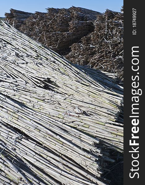 Cutted reeds lay outdoor for agricoltural use, cilindrical texture