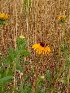 Yellow Flower In A Grassy Field Royalty Free Stock Photo Yellow Flower In A Grassy Field Royalty Free Stock Photo