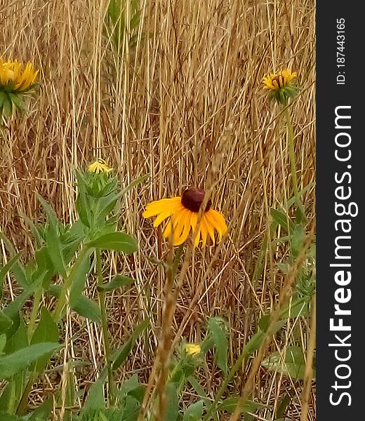 Yellow Flower In A Grassy Field