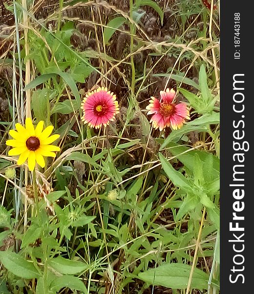 Lovely red and yellow flowers supported with green plants as a background. Lovely red and yellow flowers supported with green plants as a background.