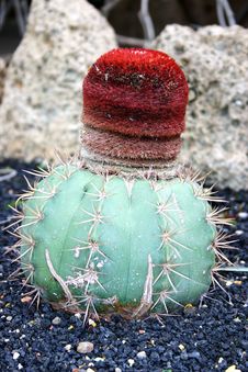 Cactus Royalty Free Stock Image Cactus Royalty Free Stock Image