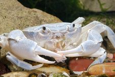 River Crab Potamon Sp Stock Photos
