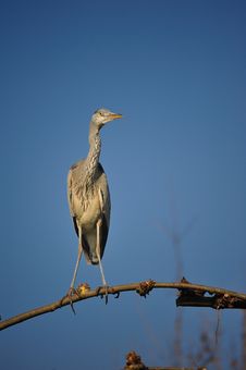 Grey Heron (Ardea Cinerea) Royalty Free Stock Image