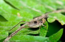 Brown Cricket Macro Royalty Free Stock Photos Brown Cricket Macro Royalty Free Stock Photos