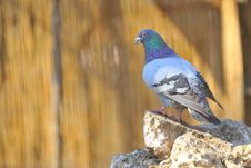 Pigeon On Rocks Royalty Free Stock Photo Pigeon On Rocks Royalty Free Stock Photo