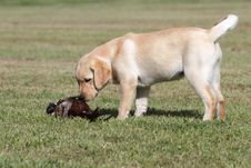 Labrador Puppy With Pheasant Stock Images
