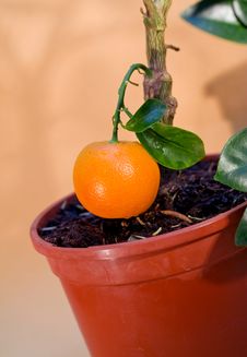 Tangerine-tree In The Flowerpot Stock Photo Tangerine-tree In The Flowerpot Stock Photo
