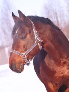 Winter Portrait Of Bay Horse Royalty Free Stock Image