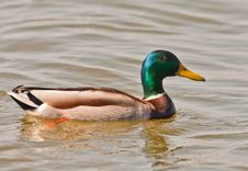 Close-up Of A Male Mallard Royalty Free Stock Photos