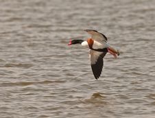 Male Shelduck In Flight Royalty Free Stock Image Male Shelduck In Flight Royalty Free Stock Image