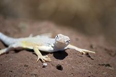 Curious Lizard Royalty Free Stock Images Curious Lizard Royalty Free Stock Images