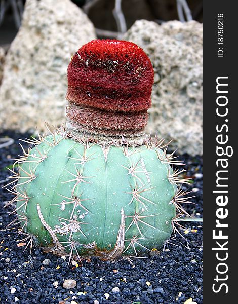 Green prickly cactus with red excrescence growing on volcanic rock.