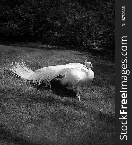 Peacock taken at Holand Keukenhof park