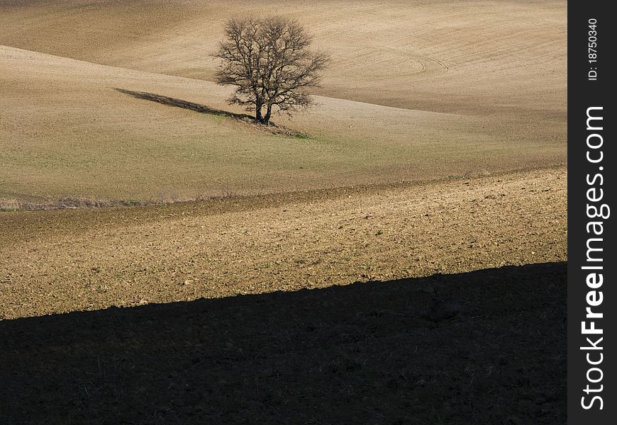 Italian Countryside near Tuscania (VT), with solitary tree. Italian Countryside near Tuscania (VT), with solitary tree