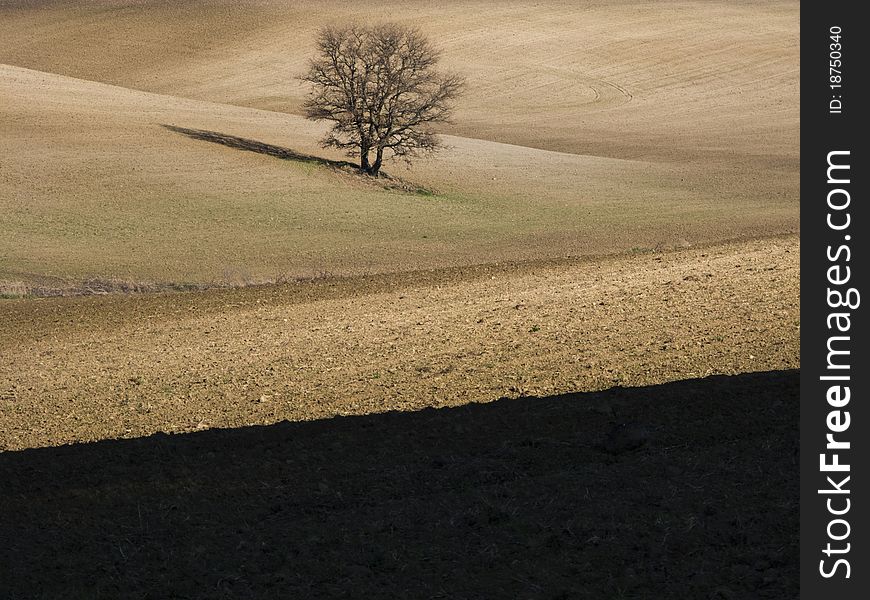 Countryside With Tree