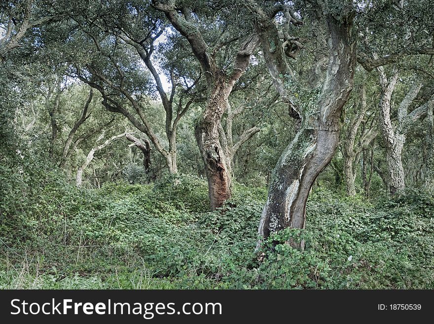 Cork trees