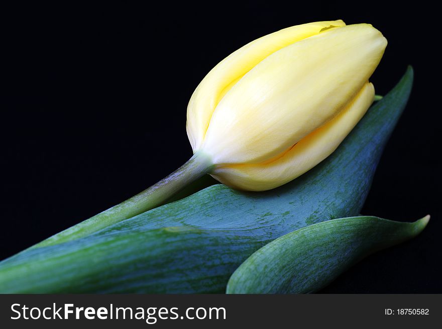 Yellow tulip with leaves on a black background