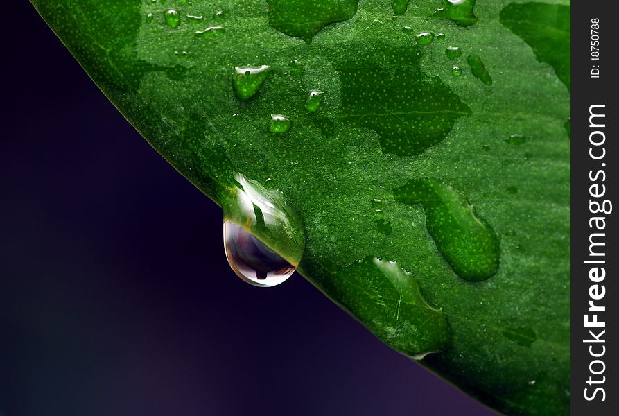 Fresh green leaf with water droplets