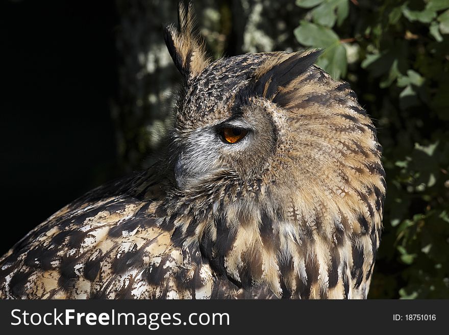 A close-up of a European Eagle Owl looking left.