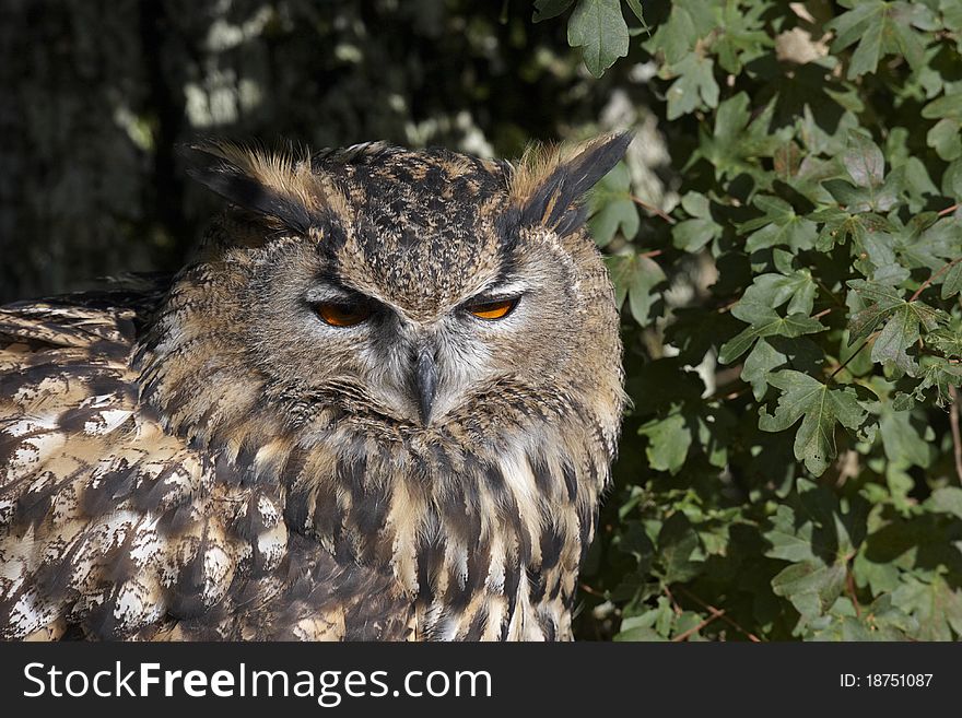 Close-up of a captive Eagle Owl looking towards the camera.