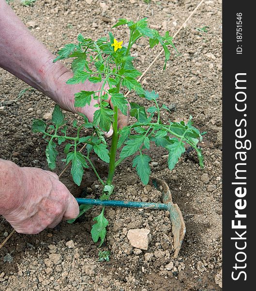 Female hands planting flowering tomato plant in prepared earth.  Right hand holds small gardening tool. Female hands planting flowering tomato plant in prepared earth.  Right hand holds small gardening tool.