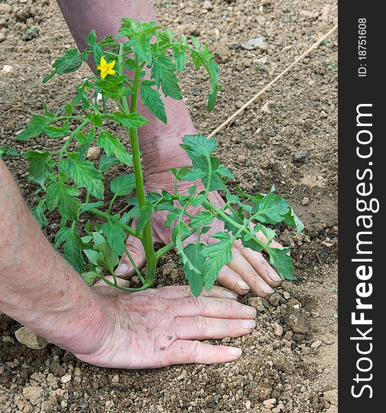 Female hands planting flowering tomato plant in prepared earth. . Female hands planting flowering tomato plant in prepared earth. .