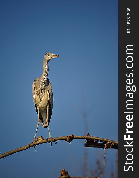 The Grey Heron (Ardea cinerea), is a wading bird of the heron family Ardeidae, native throughout Europe, Asia and also parts of Africa.