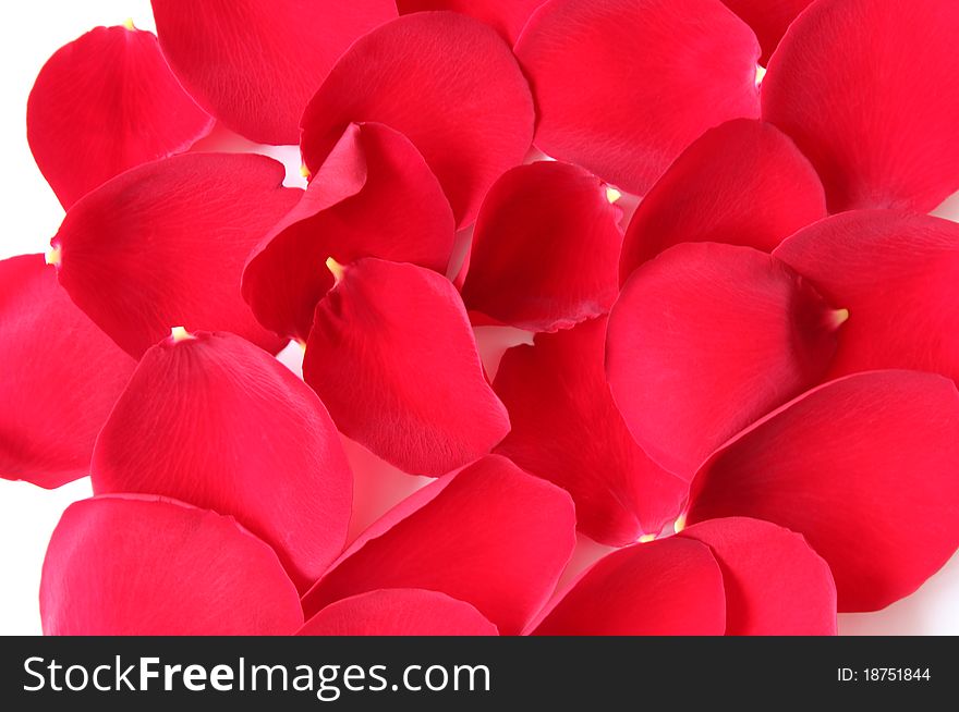 Petals of rose scattered on a white background. Petals of rose scattered on a white background