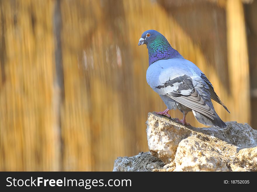 Pigeon on rocks isolated in spring time