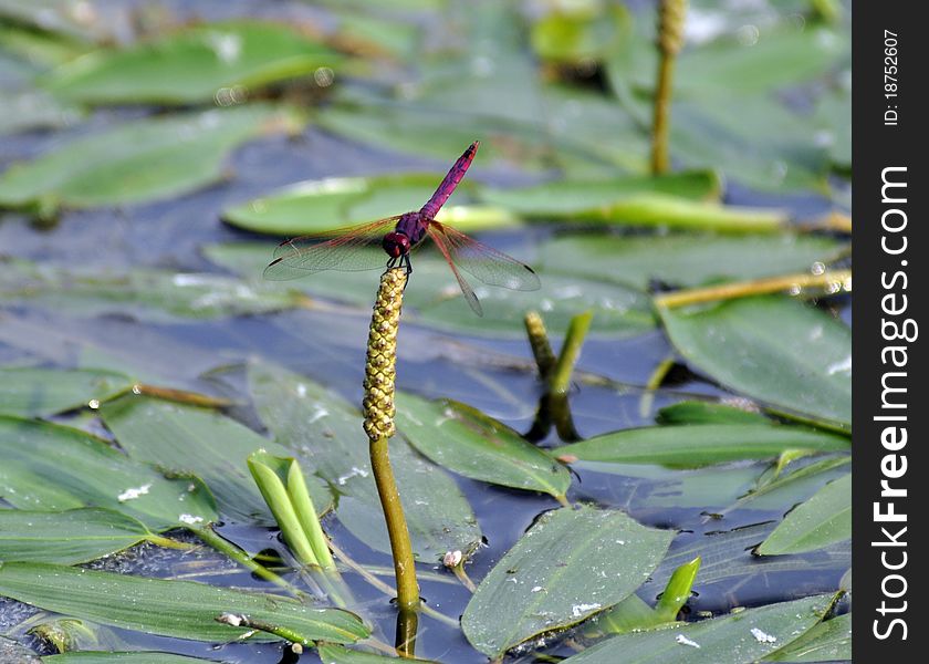 A Skimmer Dragonfly perched on water vegetation in a dam, South Africa. A Skimmer Dragonfly perched on water vegetation in a dam, South Africa.