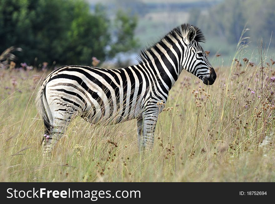 A Zebra, photographed in its natural habitat, South Africa.