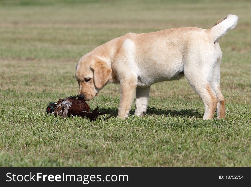 Labrador puppy with pheasant