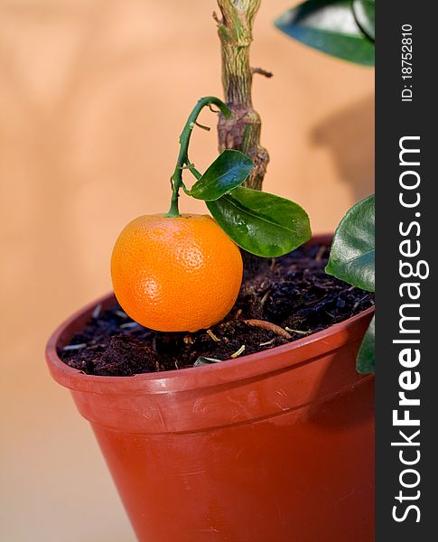 Ripe Tangerine in the flowerpot on the orange background. Ripe Tangerine in the flowerpot on the orange background