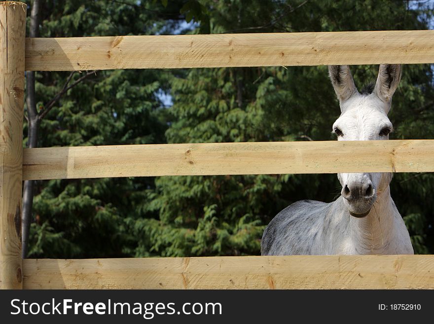 Portrait Of A Donkey Behind The Fence