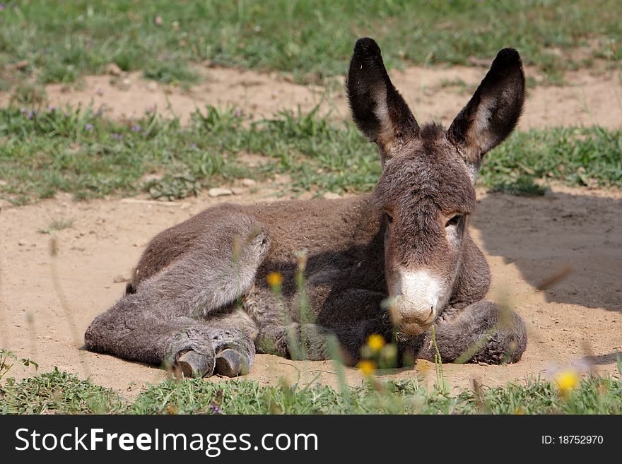 Portrait of a young donkey in a herd