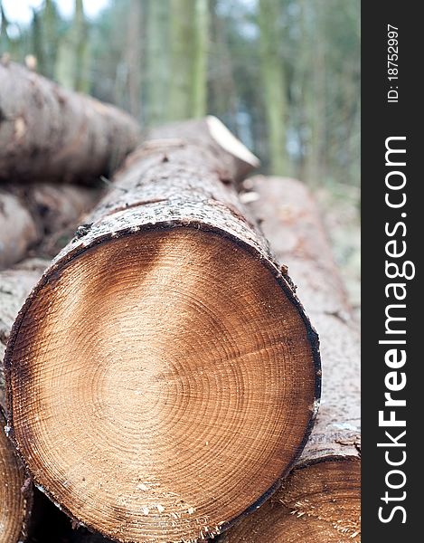 Deforestation - stack of trunks in the forest