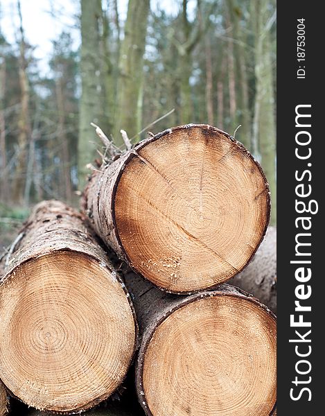 Deforestation - stack of trunks in the forest