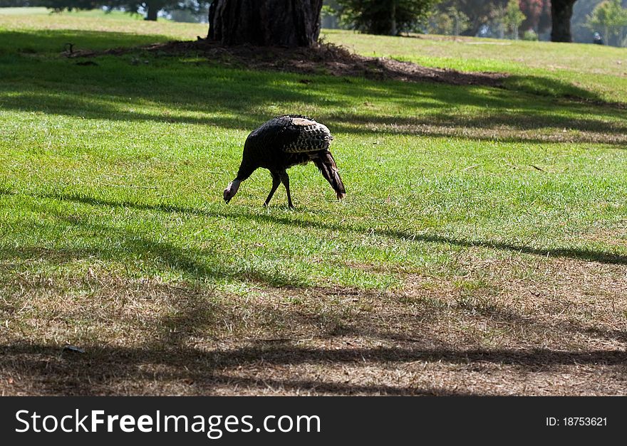 Wild turkey feeding on a golf course
