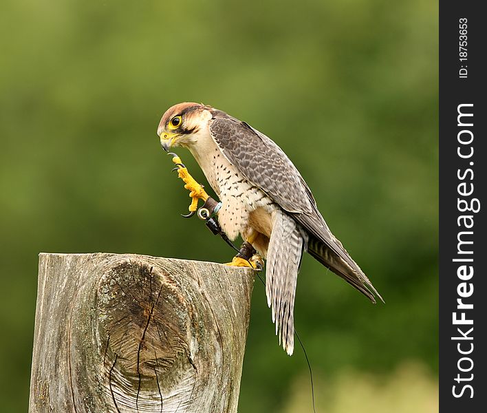 Portrait of a Lanner Falcon prepairing for flight