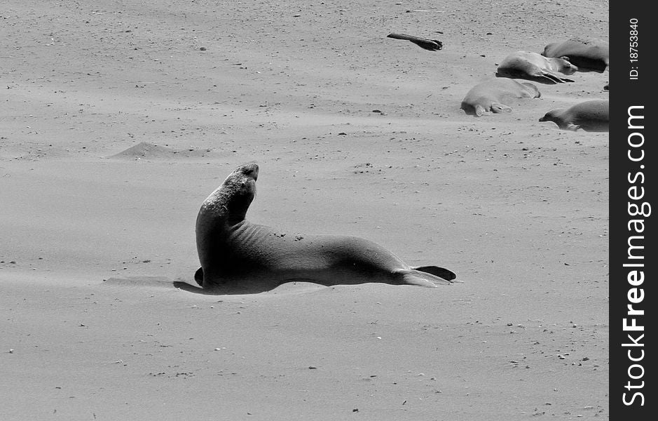 Elephant Seal barking into the air