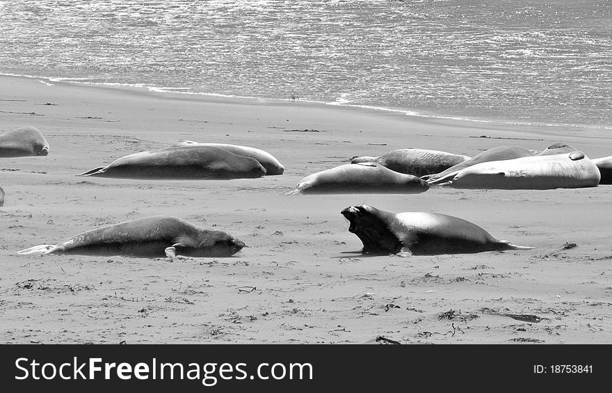 Elephant Seals barkng at each other in back and white on the beach. Elephant Seals barkng at each other in back and white on the beach
