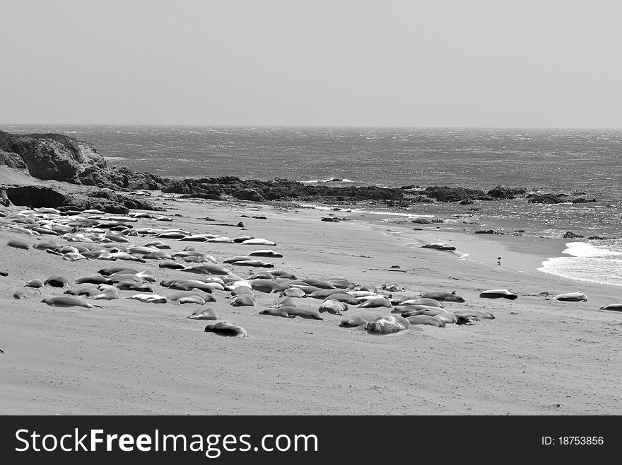 Elephant Seals sleeping in back and white on the beach