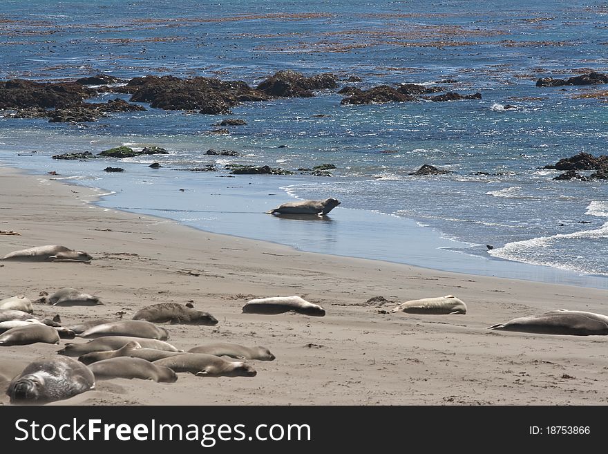 Elephant Seals sleeping and swimming