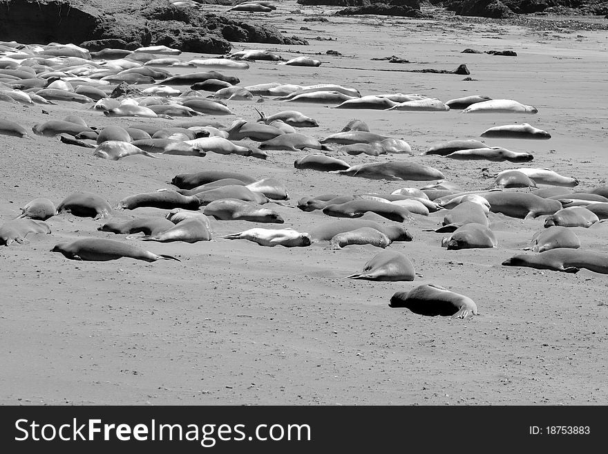 Elephant Seals sleeping in back and white on the beach