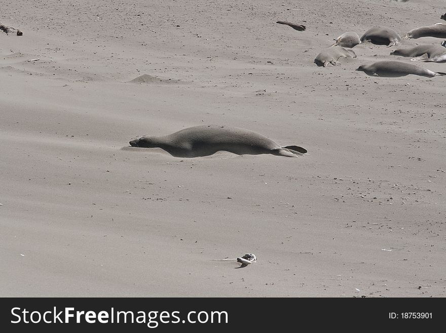 Elephant Seals sleeping