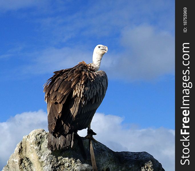 Vulture sitting on rock silhouetted against blue sky and white clouds. Vulture sitting on rock silhouetted against blue sky and white clouds